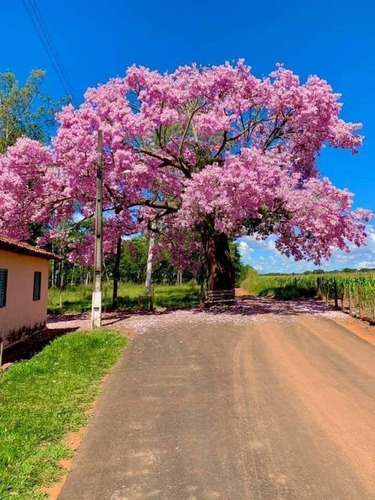 4 Árboles Lluvia De Oro,primavera,flamboyan Y Tulipan, 2.50m Fucsia
