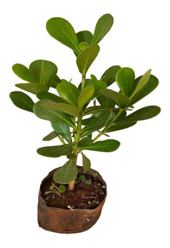 Linda Muda De Clúsia 