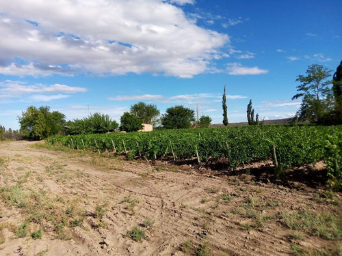 Imagen 12 de 19 de Finca 13 Ha En Cañada Seca - San Rafael