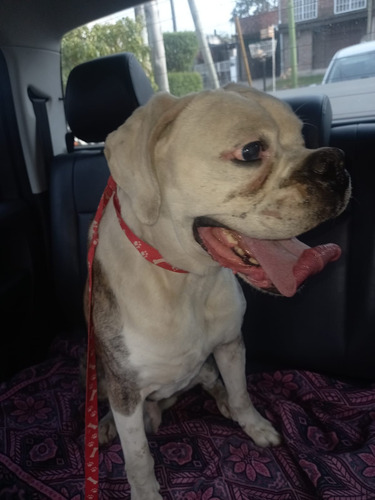 Boxer Lucio, Rescatado Del Abandono, Necesita Amor, 8 Añitos