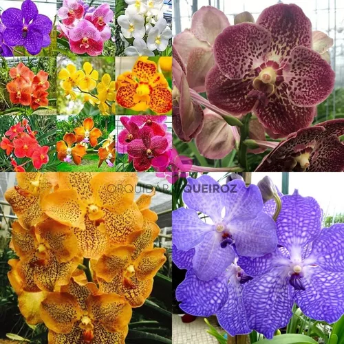 Muda Orquidea Vanda Kit Com 5 Unidades