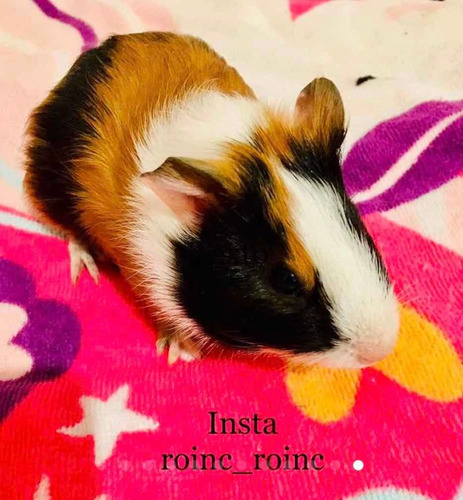 Porquinho Da Índia
