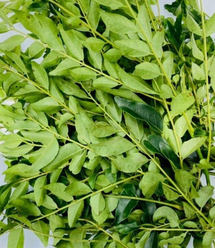 100 Gr. Hoja De Curry / Alta Calidad Para Chefs / Ndb Sazon