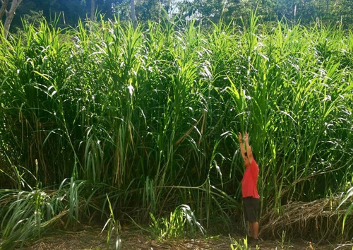 2.5 Kg Semillas De Pasto Gigante Cuba 22, Ganadera + Abono