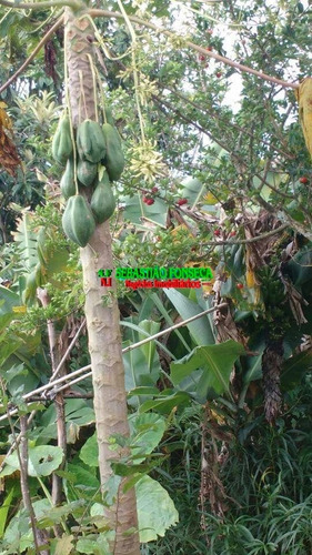 Imagem 3 de 11 de Chácara Dois Dormitórios, Lado Represa, A Venda Em Paraibuna - 899