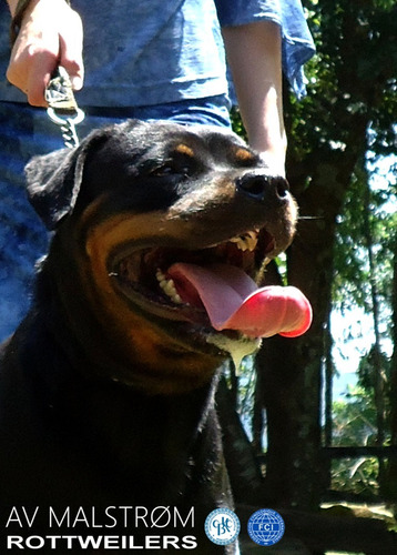 Filhotes De Rottweiler, Pai Importado Da Europa, Alto Padrão
