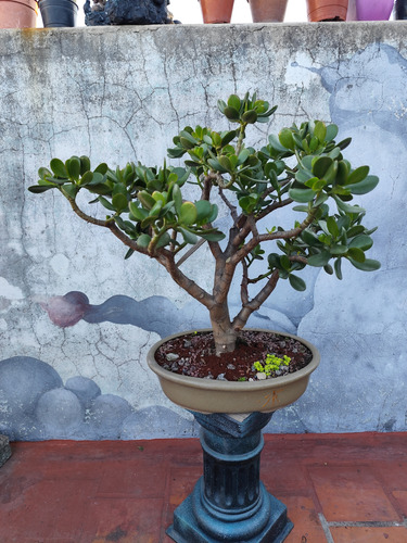 Bonsai Árbol De Jade