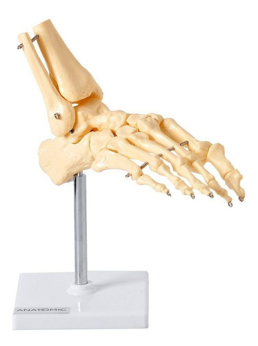 Esqueleto Humano Do Pé Ossos Do Tornozelo