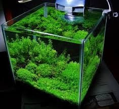 Pecera Cubo 30 Cm Mainar - Plantado Nano Reef