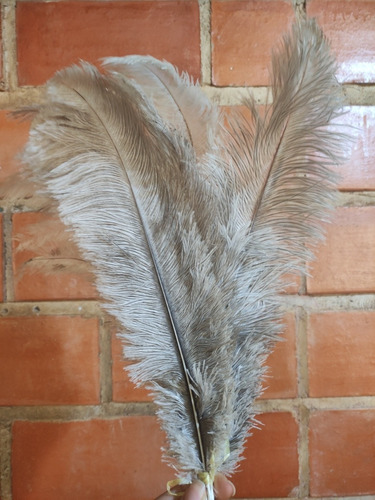 Imagen 3 de 5 de Plumas Decorativas (avestruz)