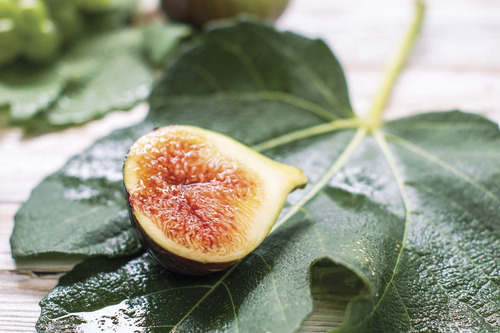 Extracto Hojas Higo Ficus Carica 100 Ml Plantasi