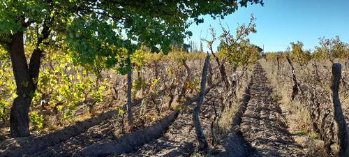 Imagen 2 de 12 de Finca 4 Has. G Alvear Mendoza. 100% En Producción. Casa Y Galpón. Sobre Asfalto. Podría Considerar Alguna Permuta Que No Sea Inmueble. Precio Conversable.