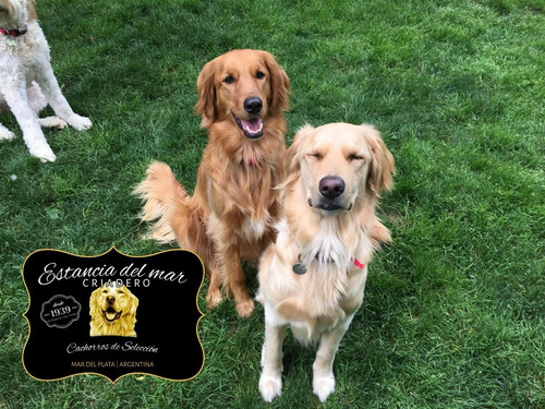 Venga A Ver Los Golden Retriever Mas Buscados De Argentina