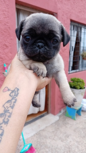 Pugs