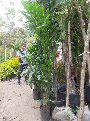 Imagen 3 de 5 de Caryota Urens, Palmera Cola De Pez 10lts