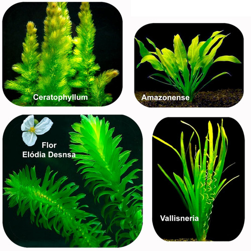 Kit Planta Submersa Ornamental Elodia Amazonense Vallisneria