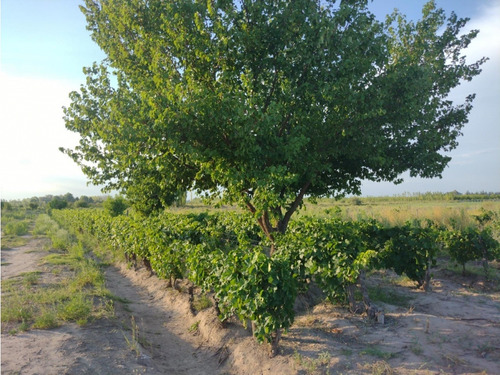 Vendo Finca Viñedos San Rafael Las Paredes