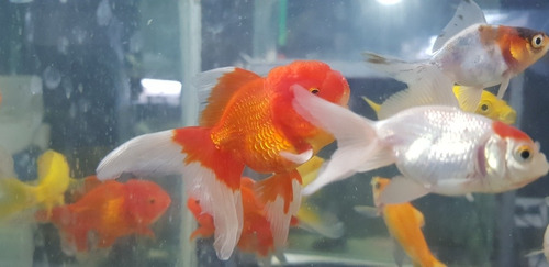 Pez Red Cap Mediano