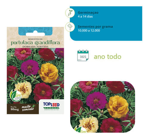 Kit 4x Sementes De Onze Horas 80mg Sortida Dobrada Portulaca