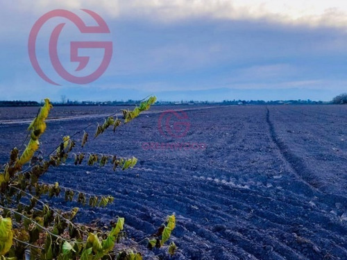 Imagen 3 de 5 de Greenwood Vende Excelente Finca, Con Derecho De Riego Y Agua De Pozo, Lista Para Cultivos.