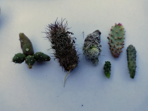 Jardín De Suculentas Y Cactus Para Armar Sin Maceta