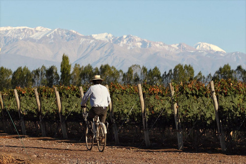 Viñedo Premium En Valle De Uco,  La Consulta. Mendoza