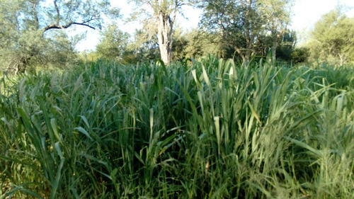 Imagen 1 de 2 de Vendo Campo Ganadero 2.930 Has ( Comandante Fontana. Fza )
