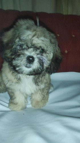 Perro Shih Tzu 