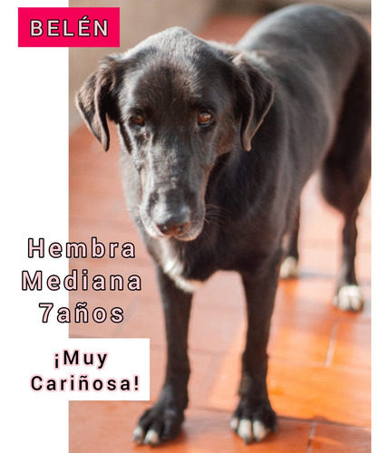 Y Si En Vez Del Cachorrito Adoptas Al Que Mas Lo Necesita ??