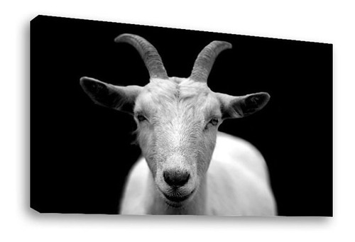 Cuadro Decorativo Canvas Moderno Cabra Blanco Y Negro