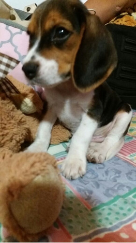 Perros Cachorros Beagle Bigol Bigitoy Mini Perritos Puppy