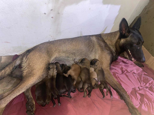 Imagen 7 de 7 de Pastor Belga Malinois