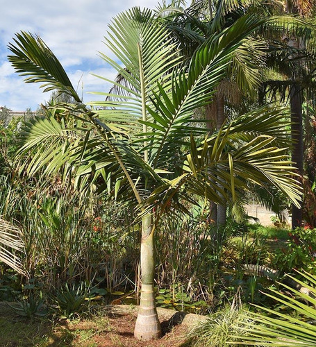 Plantula Palma Kentiopsis Oliviformis + Regalo