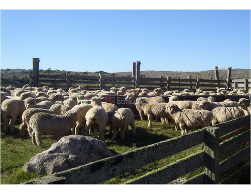 Imagen 4 de 21 de Campo En Uruguay, Aiguá, Ruta 13