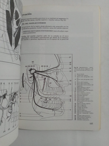 Anatomía Descriptiva Cara, Cabeza Y Órganos De Los Sentidos