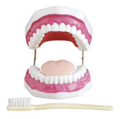 Modelo Dental Con Cepillo Gigante