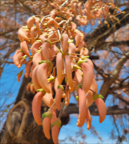 Planta De Ceibo Rosado (erythrina Dominguezii) En 15 Lt.