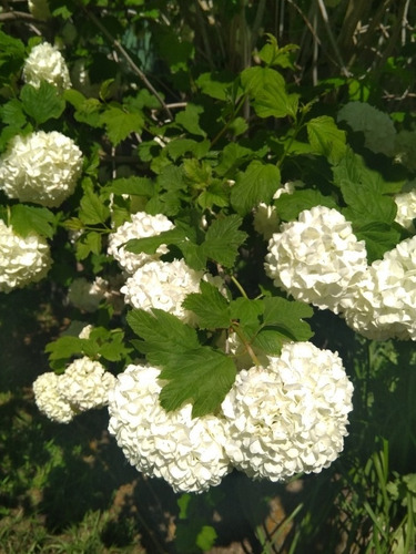 Viburnum Opulus, Bola De Nieve, Mundillo, Plantas