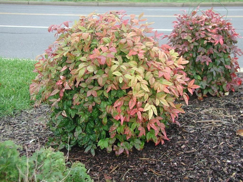 1 Enano Nandina Firepower Arbusto Ornamental