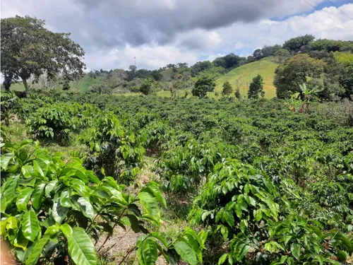 Venta Finca Armenia Sector San Juan Bosco - 5 Cuadras
