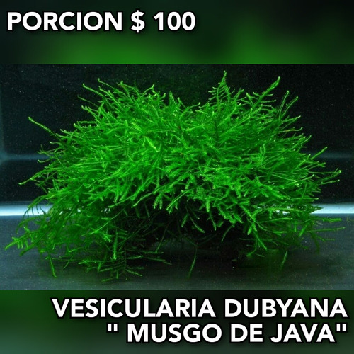 Musgo De Java ( Vesicularia Dubyana ) Acuarios Plantados 