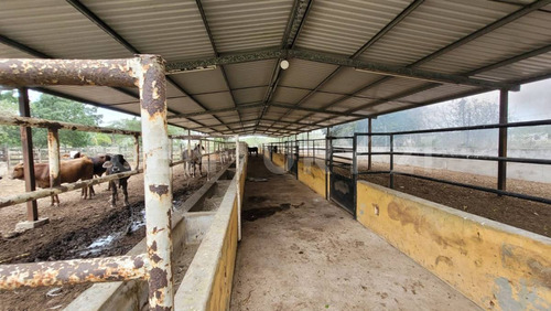 Rancho En Venta En Kinchil Yucatán