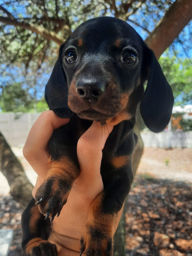 Dachshund Miniatura Con Pedigree Kcu