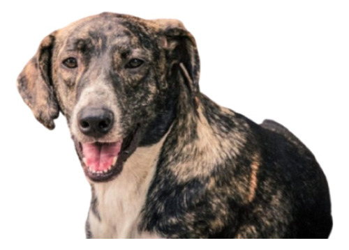 Rony, Un Atigrado Muy Bello Y Mimoso En Adopcion, Hermoso !!