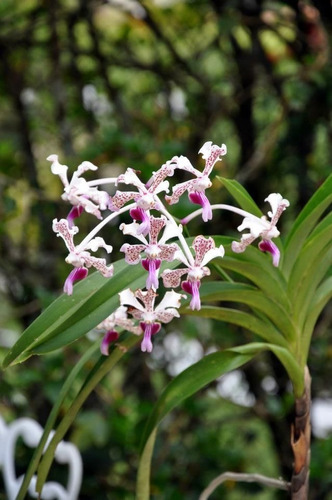 200 Semillas De Orquídea Tricolor, Mas Regalo 