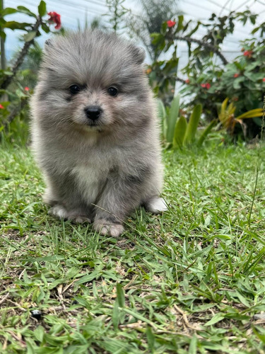 Cachorros Pomerania Blue Perros En Venta Disponibles Bogotá 