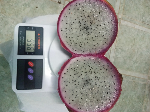Imagen 4 de 10 de 150 Esquejes De Pitahaya Amarrilla Y H.andatus Golden