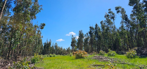 Proyecto Bosque Escondido, Marchigue Vi Región