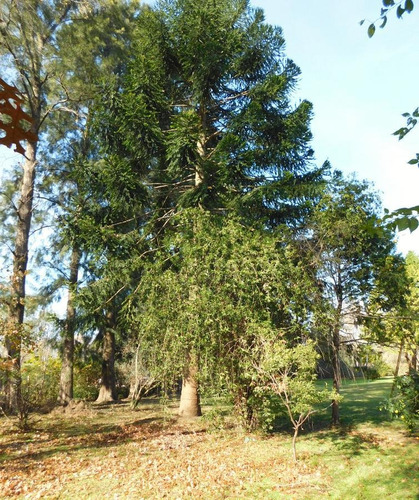 Imagen 5 de 21 de Venta Lote - Parquizado Y Con Perímetro- Parque Exaltación - Exaltacion De La Cruz