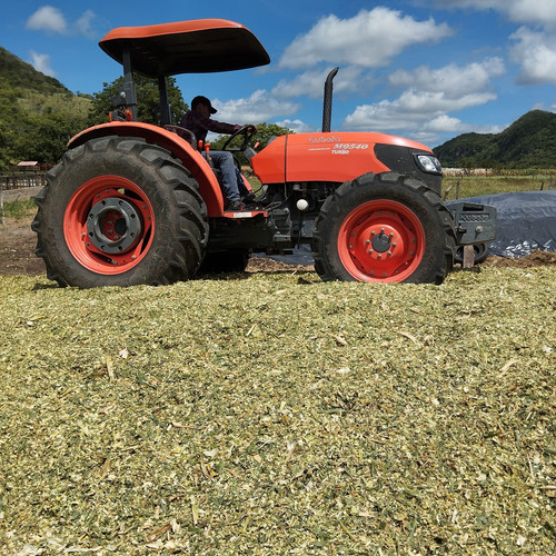 Semilla De Maiz Hibrido Amarillo Para Silo H-386 Forrajero